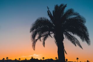 Palmen am Roten Meer in Ägypten