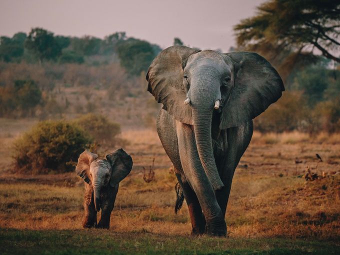 Elefantenmama und Elefantenbaby im Senyati Safari Camp