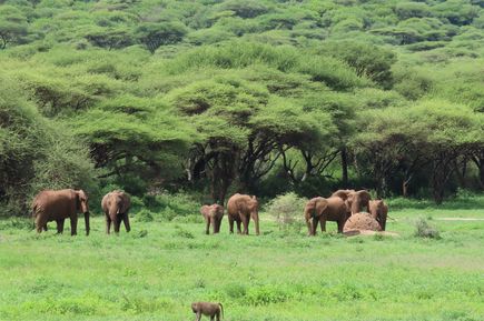 Tiere grasen in grüner Natur nahe dem Ngorongoro-Krater in Tansania