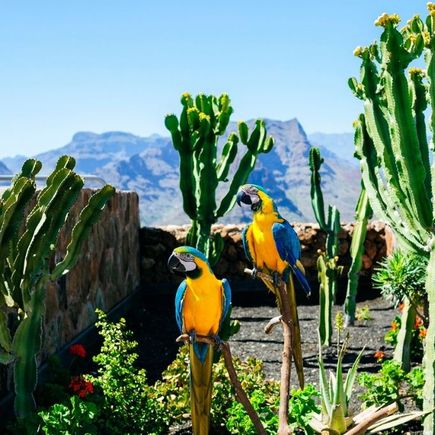 Kanaren - Papagei in Nautr