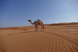 Kamel in Wüste im Oman