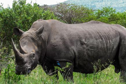 Nashorn im Hluhluwe-iMfolozi National Park