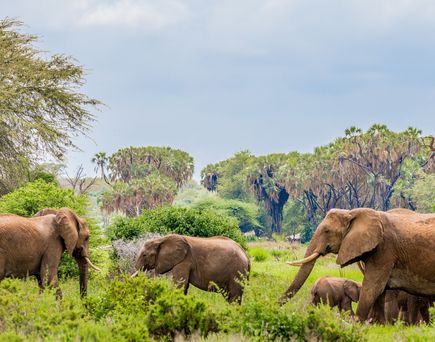 Elefanten im Samburu National Reserve in Kenia