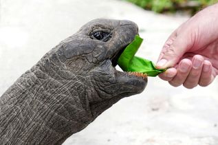 Seychellen Schildkröte wird von menschlicher Hand mit Pflanze gefüttert