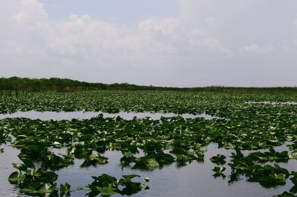 Sumpfgebiet Everglades in Florida, USA