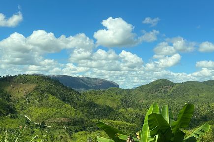 Grüne, bergige Landschaft mit einer Palme im Vordergrund
