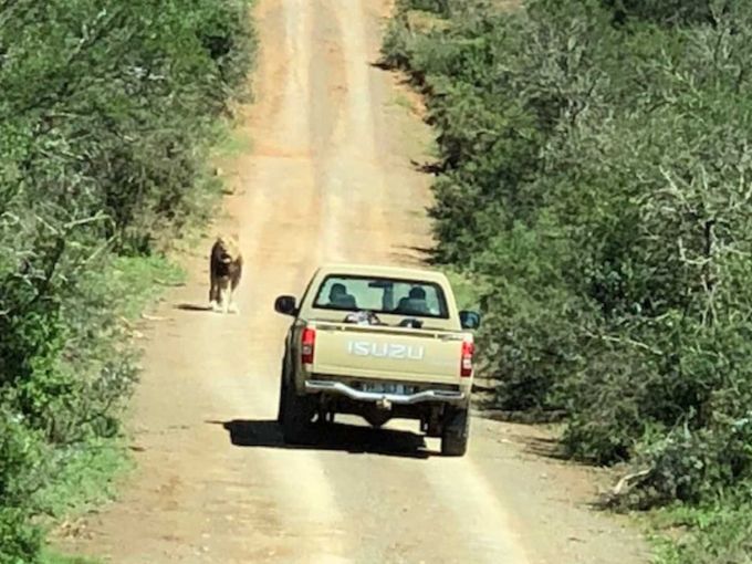 Im Jeep unterwegs Kwandwe-Südafrika