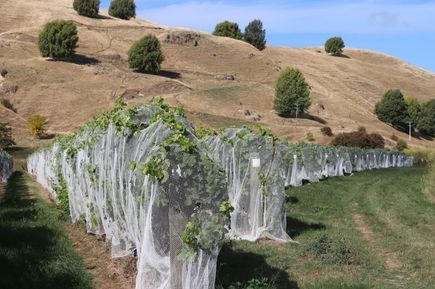 Berghügel in Napier auf der Nordinsel Neuseelands