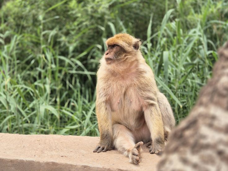 Affe sitzt entspannt auf einer Mauer