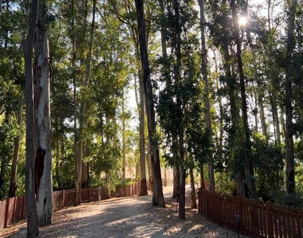 Weg durch einen Wald im Aldiana Club Calabria