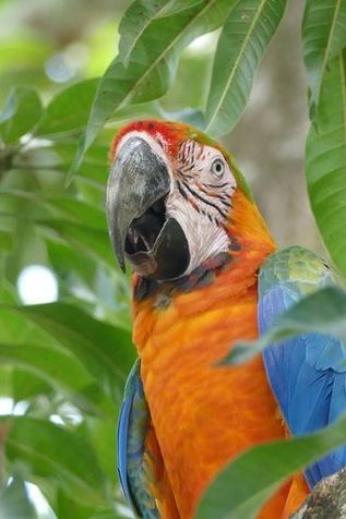 Costa Rica Papagei