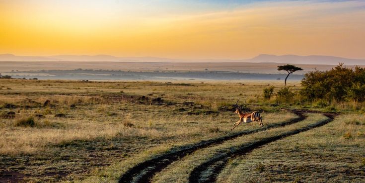 Gazelle springt bei Sonnenaufgang über eine Piste in der afrikanischen Savanne – weite Landschaft mit Akazienbaum und goldener Morgenstimmung.
