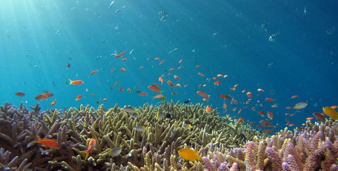 Malediven Unterwasserwelt mit einzigartigen Korallenriffen, Indischer Ozean in Asien)