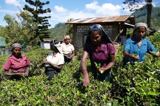 Frauen arbeiten auf Plantage in Sri Lanka (Indischer Ozean in Asien)
