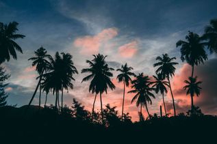 Palmen im Sonnenuntergang einer Seychellen Insel (Indischer Ozean in Afrika)