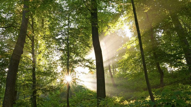 Morgensonne scheint durch dichte grüne Baumkronen in einem Wald und taucht die Szenerie in warmes Licht – Sinnbild für Natur, Nachhaltigkeit und Ruhe.