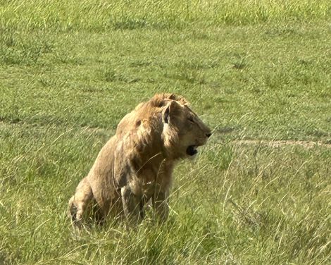 Junger Löwe im Gras 