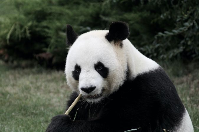 Panda Bär im Zoo Peking