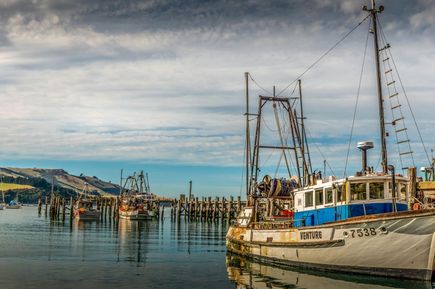 Fischkutter am Meer in Dunedin