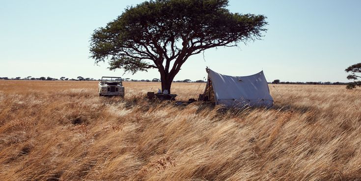 Safari-Camp in der afrikanischen Savanne mit einem weißen Zelt und Geländewagen unter einem schattenspendenden Baum im goldenen Grasland.