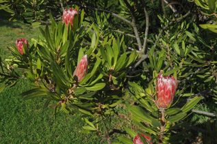berühmte Pflanze in Südafrika: Proteablüte