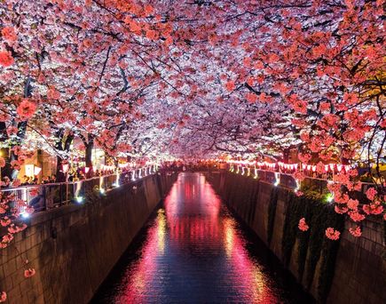 Blühende Bäume bei Nacht in Japan