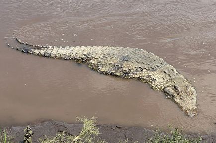 Krokodil am Ufer eines Wasserlochs