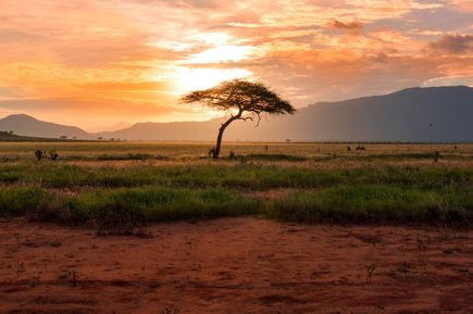 Nationalpark Tsavo East & West in Kenia