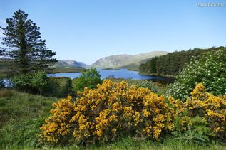 Irland Natur Pflanzen und See