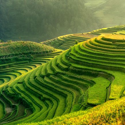 Blick über Reisterrassen 