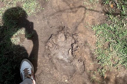 Fußabdruck eines Löwen im Matsch 