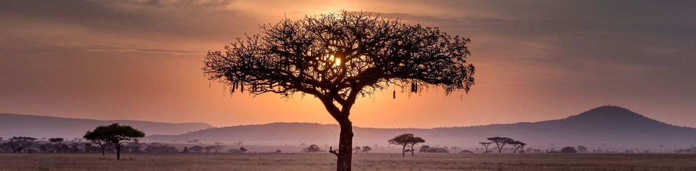 Tansania Baum in Steppe in der Abenddämmerung