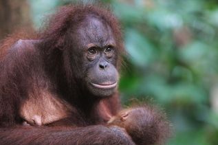Insel Borneo - Orang-Utan in tropischer Natur von Malaysia