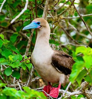 Vogel mit blauem Schnabel