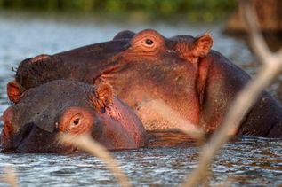 Flusspferd im See Lake Naivasha in Kenia