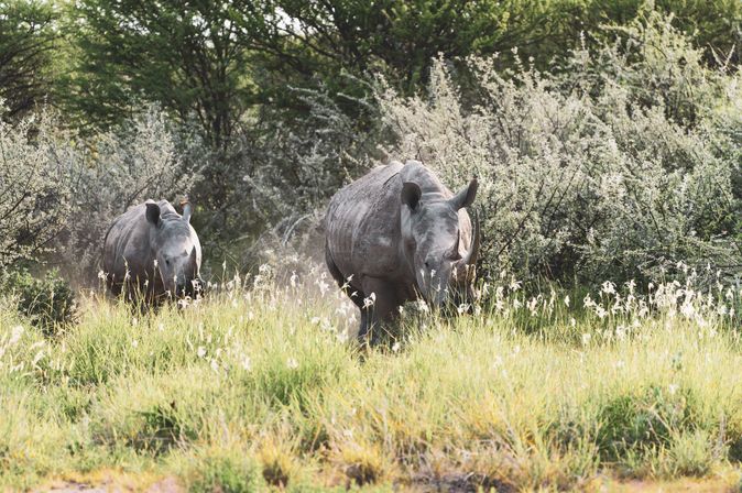 Nashörner im Caprivi Streifen in Namibia