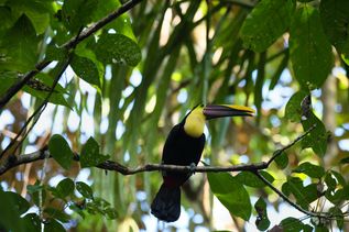 Tucan im Manuel Antonio Nationalpark auf Costa Rica
