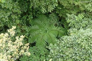 Costa Rica Natur Farne und Bäume