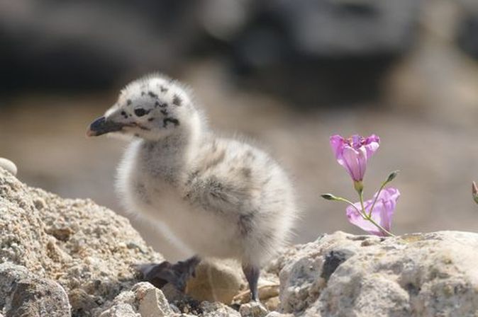 Küken sitzt auf Fels der Insel Sardinien
