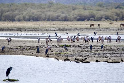 Vögel am Momella-See im Arusha Nationalpark in Tansania