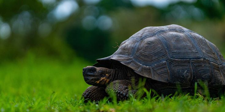Schildkröte auf den Galapagos-Inseln