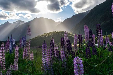 Natur neben Fjord Milford Sound auf Neuseelands Südinsel