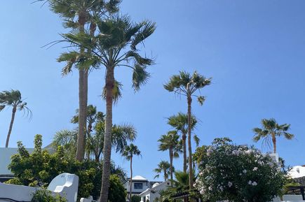 Mit Palmen gesäumte Straße