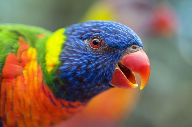 Bunter Vogel in Kuranda