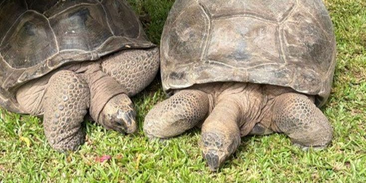 Zwei große Riesenschildkröten ruhen im Gras neben einem Busch, während Besucher im Hintergrund stehen und sie beobachten.