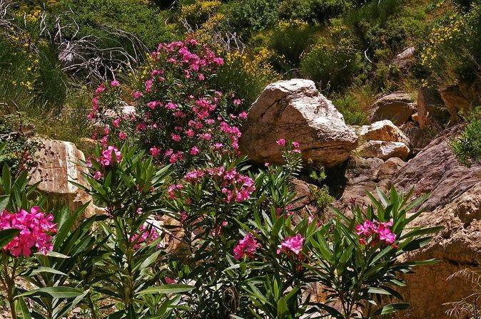 Blühende rote Blätter auf Griechische Ägäis Insel Samos