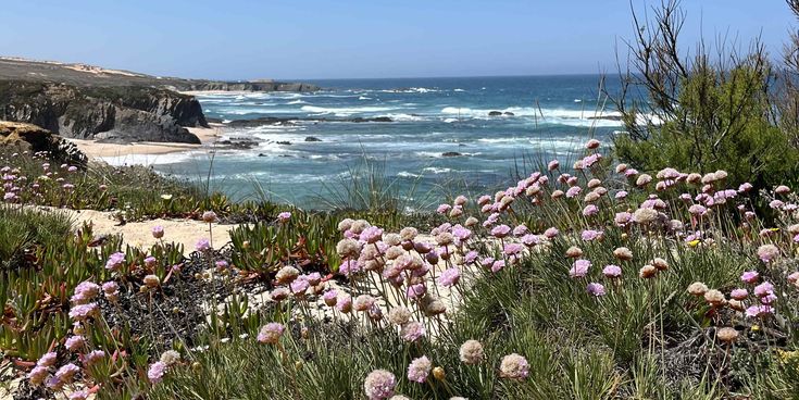 Blick auf das Meer mit Dünen und Pflanzen