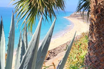 Blick zwischen Palmen und Aloe Vera auf den Strand und das Meer