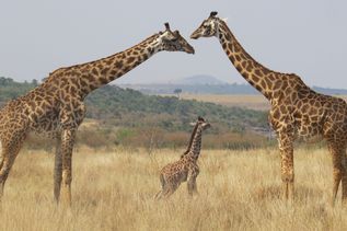 Giraffen im Lake Manyara Nationalpark in Tansania