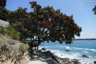 Baum am Meer in Neuseeland